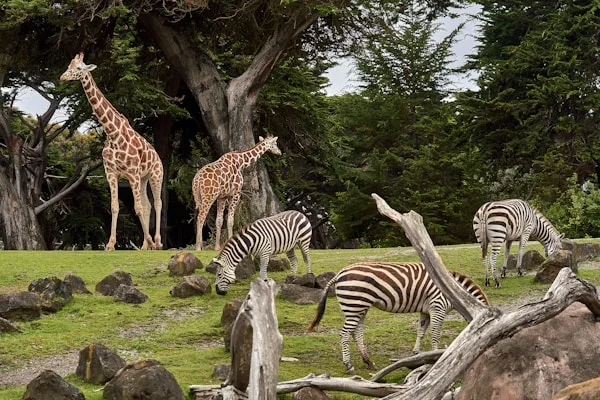 Zoo visitors viewing animal exhibits