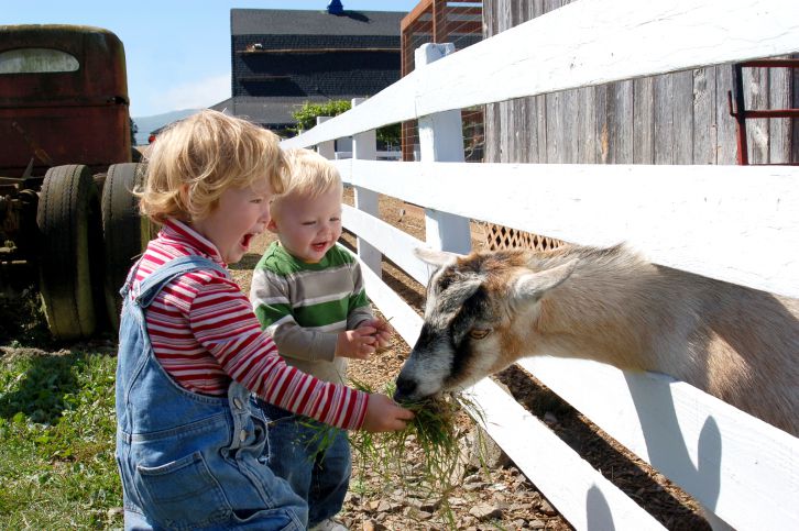 Children feeding a goat at Swan Valley Cuddly Animal Farm in Henley Brook Western Australia